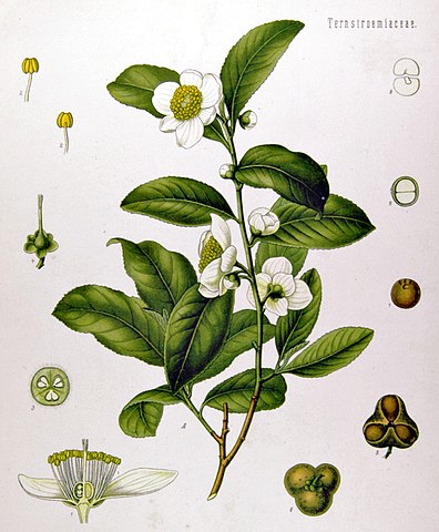 Camillia Sinensis