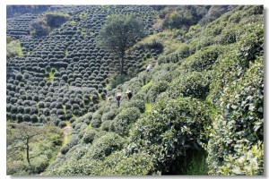 Lonjing dragonwell tea on hillside